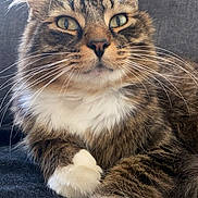 Pantoufle participe au concours pour gagner de l'argent avec cette photo : cat, tabby, fluffy, whiskers, closeup, paws, white_paws, white_chest, relaxed, indoor, feline, pet, cute, lying_down, soft_fur, alert_eyes, domestic_cat, cozy, resting, portrait