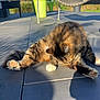 Pantoufle participe au concours pour gagner de l'argent avec cette photo : cat, tabby, grooming, outdoor, sunny, potted_plant, patio, tile_floor, furniture, greenery, relaxing, animal, pet, stretching, sunlight, shadow, nature, daylight, whiskers, fluffy