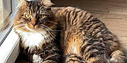 Pantoufle participe au concours pour gagner de l'argent avec cette photo : cat, tabby, fluffy, indoor, floor, wood_floor, relaxed, pet, animal, feline, window, glass_door, natural_light, paw, whiskers, ears, tail, fur, green_eyes, home