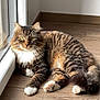 cat, tabby, fluffy, indoor, floor, wood_floor, relaxed, pet, animal, feline, window, glass_door, natural_light, paw, whiskers, ears, tail, fur, green_eyes, home