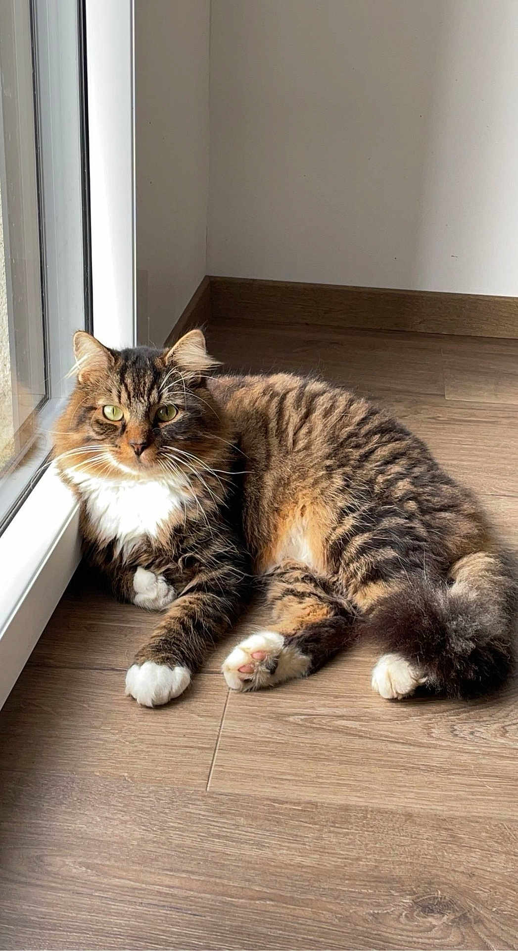 Pantoufle participe au concours pour gagner de l'argent avec cette photo : cat, tabby, fluffy, indoor, floor, wood_floor, relaxed, pet, animal, feline, window, glass_door, natural_light, paw, whiskers, ears, tail, fur, green_eyes, home