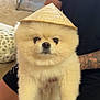 dog, pomeranian, fluffy, hat, cone_hat, pet, indoor, carpet, person, tattoo, arm, holding, cute, small_dog, animal, fur, light, portrait, domestic_animal, companion