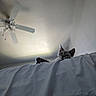 Nyx Marie joined the competition — help win amazing prizes! cat, pet, indoor, ceiling_fan, bed, blanket, white, curious, animal, feline, resting, looking, soft_light, shadow, cozy, home, furniture, relaxed, comfort, domestic