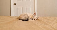 Nyx Marie is registered to the contest to win money with this photo: cat, sleeping, bed, blanket, indoor, door, minimalist, beige, cozy, fur, pet, relaxed, quiet, domestic, animal, resting, peaceful, home, cute, small
