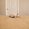 cat, sleeping, bed, blanket, indoor, door, minimalist, beige, cozy, fur, pet, relaxed, quiet, domestic, animal, resting, peaceful, home, cute, small