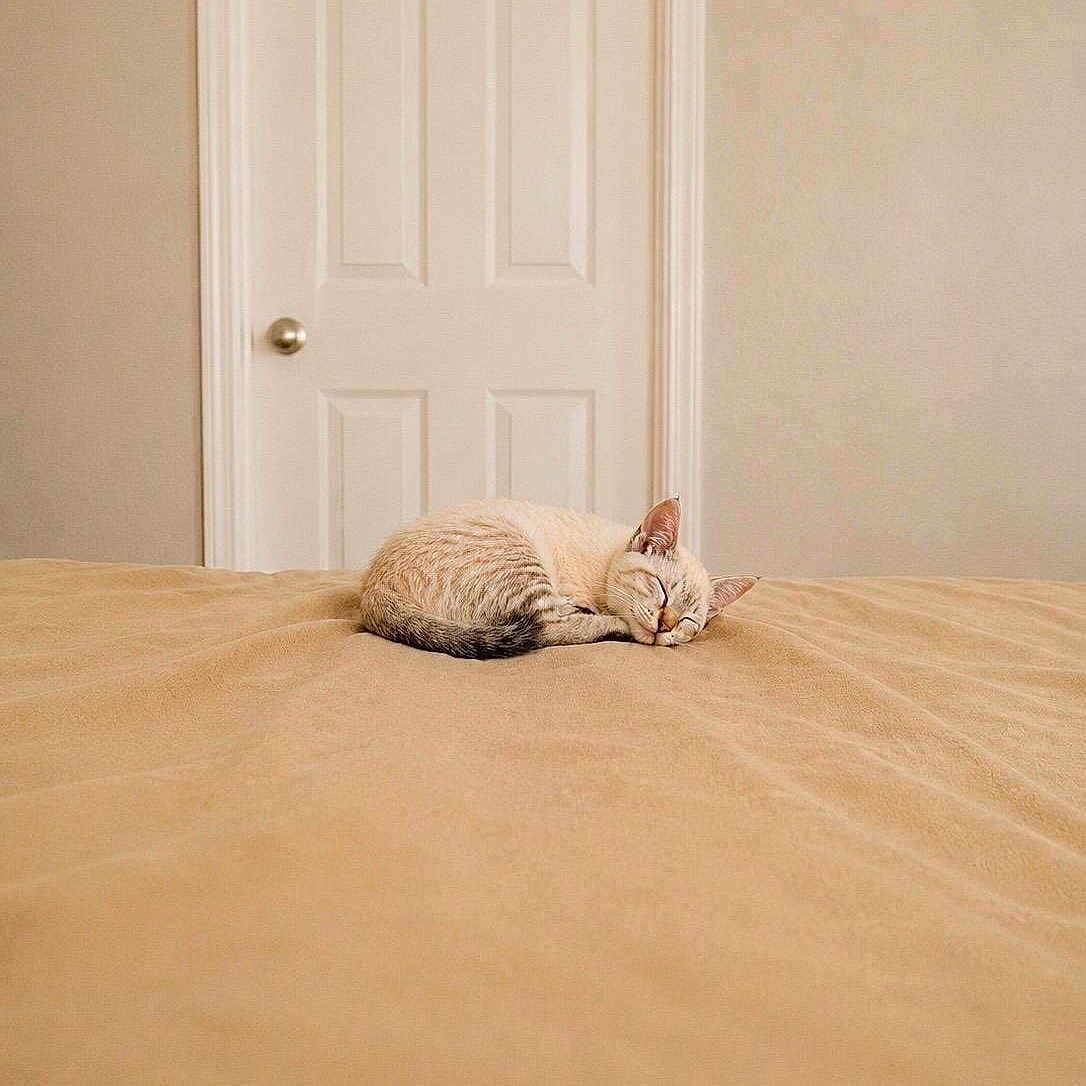 Nyx Marie is registered to the contest to win money with this photo: cat, sleeping, bed, blanket, indoor, door, minimalist, beige, cozy, fur, pet, relaxed, quiet, domestic, animal, resting, peaceful, home, cute, small