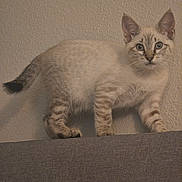 Nyx Marie joined the competition — help win amazing prizes! cat, kitten, blue_eyes, striped_fur, curious, indoor, couch, wall, pet, animal, feline, young, whiskers, ears, tail, paws, fur, looking, standing, balanced