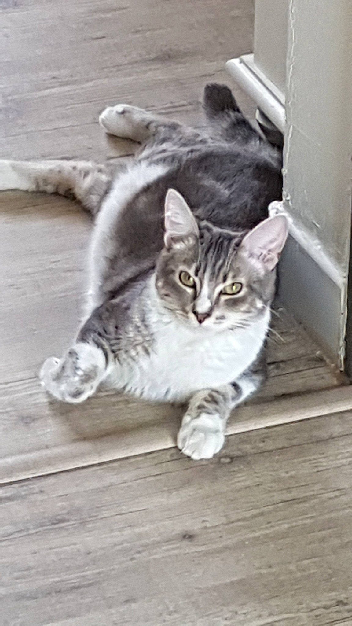 Mango a rejoint le concours — aidez-le/la à gagner de superbes lots ! carnivore, cat, claw, domestic_short_haired_cat, door, eye, felidae, flooring, foot, fur, grey, hardwood, paw, sitting, small_to_medium_sized_cats, snout, tail, whiskers, window, wood