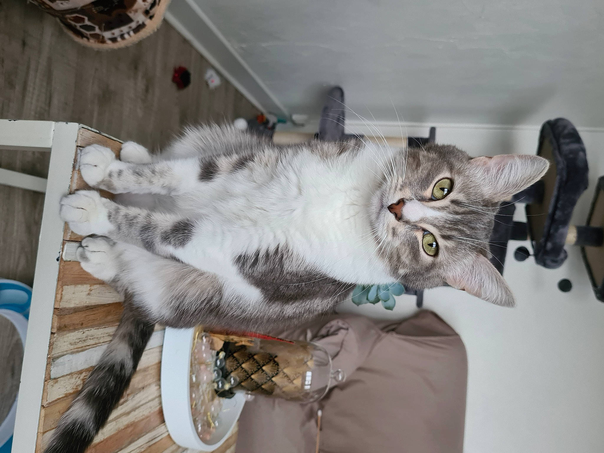 Mango participe au concours pour gagner de l'argent avec cette photo : carnivore, cat, domestic_short_haired_cat, door, felidae, fur, grey, mammal, paw, small_to_medium_sized_cats, snout, tail, whiskers