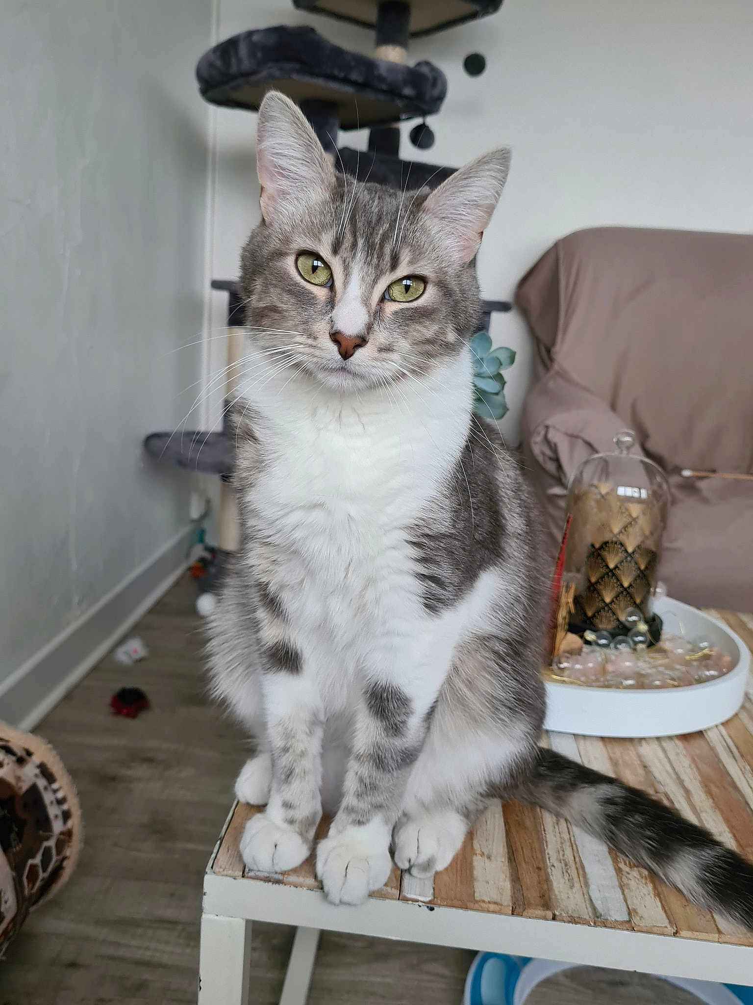 Mango