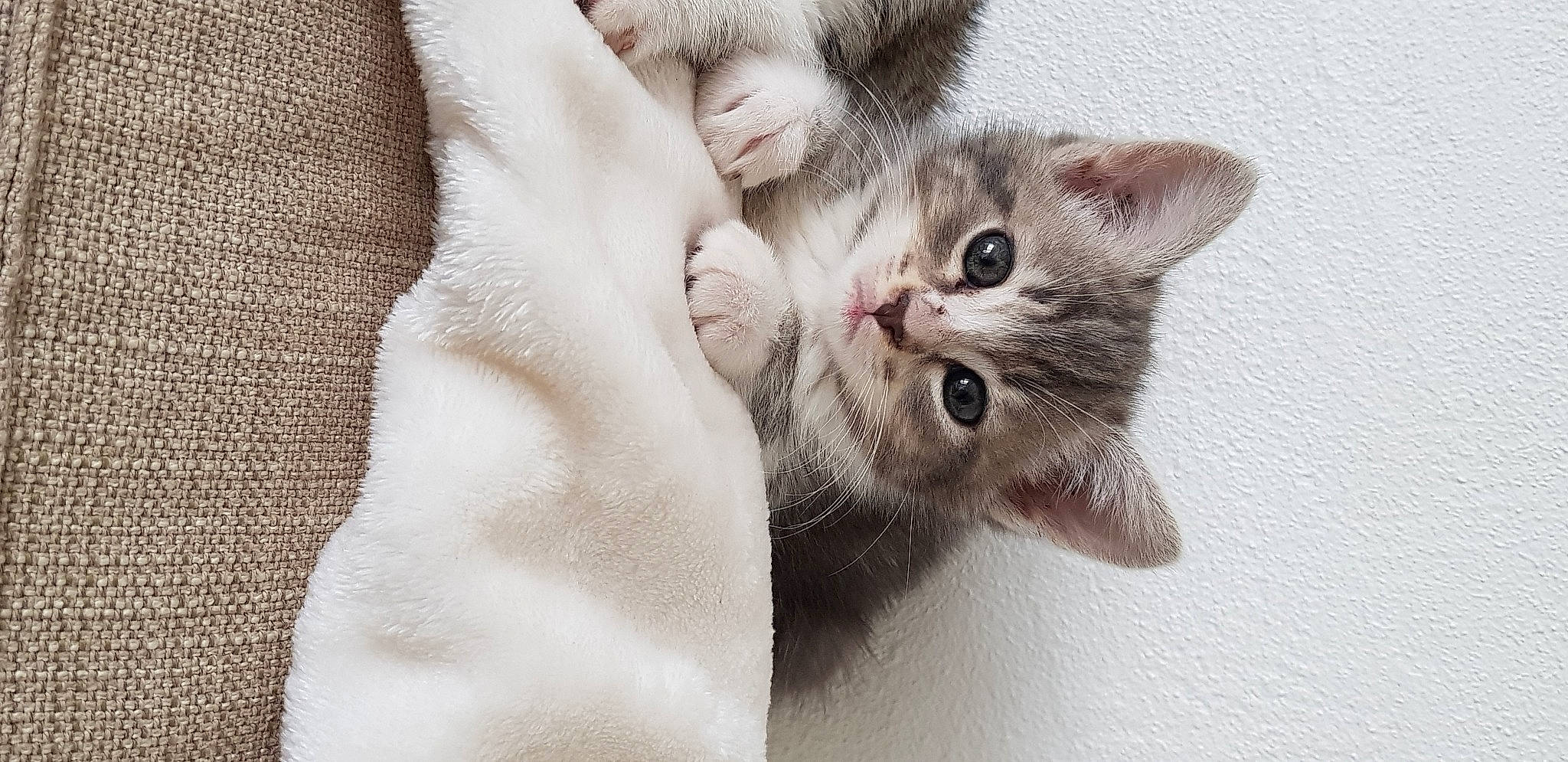 Mango a rejoint le concours — aidez-le/la à gagner de superbes lots ! carnivore, cat, claw, comfort, domestic_short_haired_cat, ear, eyelash, fawn, felidae, fur, gesture, grey, moustache, paw, photo_caption, small_to_medium_sized_cats, snout, tail, whiskers, window