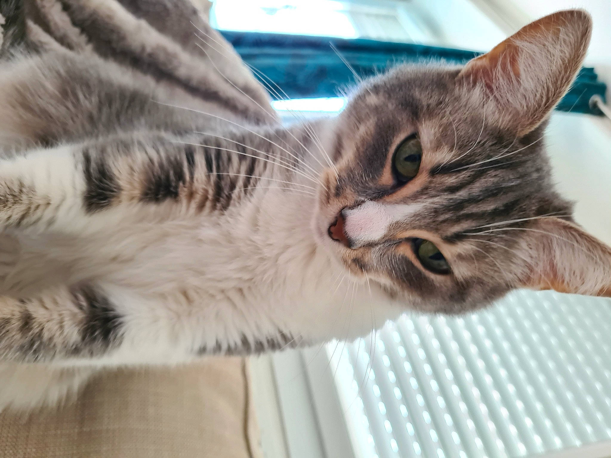 Mango participe au concours pour gagner de l'argent avec cette photo : carnivore, cat, cat_supply, claw, domestic_short_haired_cat, felidae, fur, mammal, paw, small_to_medium_sized_cats, snout, vertebrate, whiskers