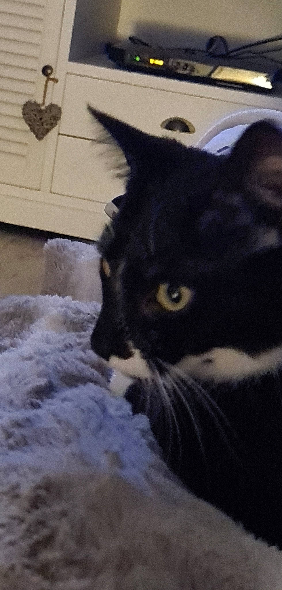 Romy participe au concours pour gagner de l'argent avec cette photo : black_cat, carnivore, cat, domestic_short_haired_cat, felidae, fur, small_to_medium_sized_cats, tail, tree, whiskers, window