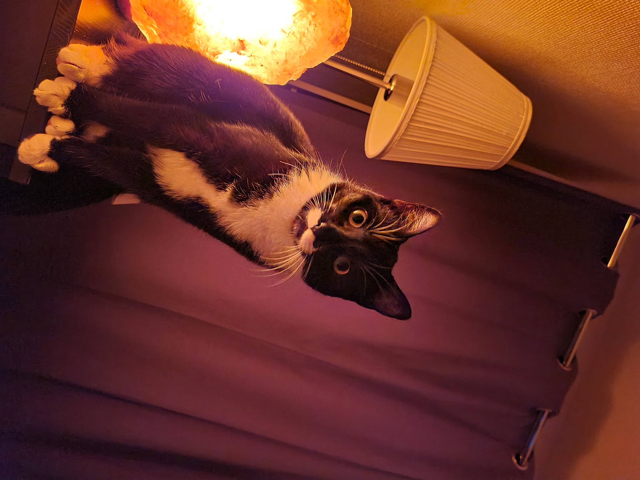 Romy a rejoint le concours — aidez-le/la à gagner de superbes lots ! cat, ceiling, facial_hair, fashion_accessory, felidae, heat, lamp, lampshade, light, light_fixture, lighting, material_property, orange, shadow, small_to_medium_sized_cats, still_life_photography, tail, tints_and_shades, whiskers, wood