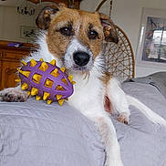 Stella a rejoint le concours — aidez-le/la à gagner de superbes lots ! bed, bedroom, black_nose, brown_and_white, dark_eyes, dog, dog_toy, floppy_ears, furniture, houseplant, indoor, jack_russell_terrier, lying_down, pet, portrait, purple_toy, rubber_ball, scruffy_fur, small_dog, yellow_spikes