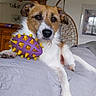 bed, bedroom, black_nose, brown_and_white, dark_eyes, dog, dog_toy, floppy_ears, furniture, houseplant, indoor, jack_russell_terrier, lying_down, pet, portrait, purple_toy, rubber_ball, scruffy_fur, small_dog, yellow_spikes