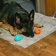 Whisper joined the competition — help win amazing prizes! animal, blue_toy, canine, close_up, cozy, dog, domestic, ears_up, floor, furniture, german_shepherd, household, indoor, looking, lying_down, orange_toy, pet, rug, toy, wooden_floor