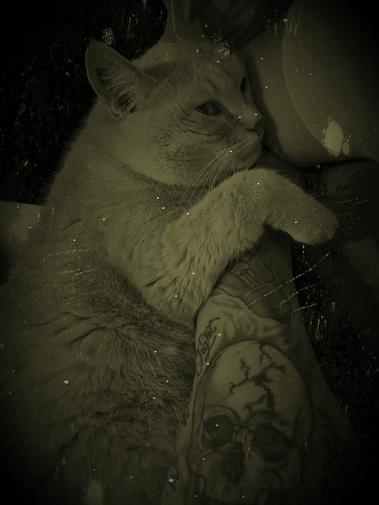 Canel participe au concours pour gagner de l'argent avec cette photo : carnivore, cat, darkness, felidae, fur, iris, monochrome_photography, night, small_to_medium_sized_cats, snout, space, terrestrial_animal, vertebrate, whiskers