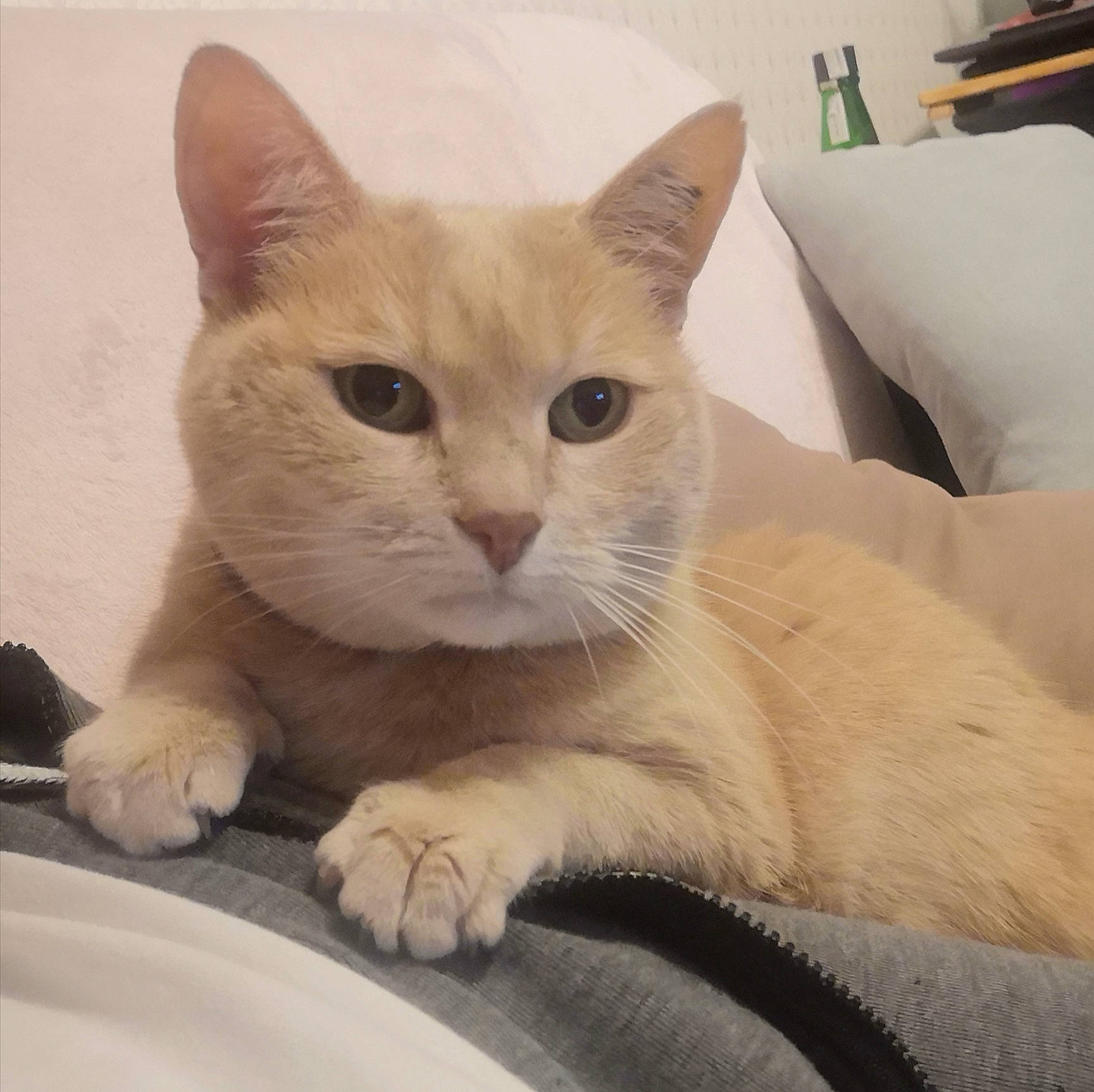 Canel a rejoint le concours — aidez-le/la à gagner de superbes lots ! beige, carnivore, cat, comfort, domestic_short_haired_cat, fawn, felidae, fur, iris, pet_supply, skin, small_to_medium_sized_cats, snout, terrestrial_animal, vertebrate, whiskers