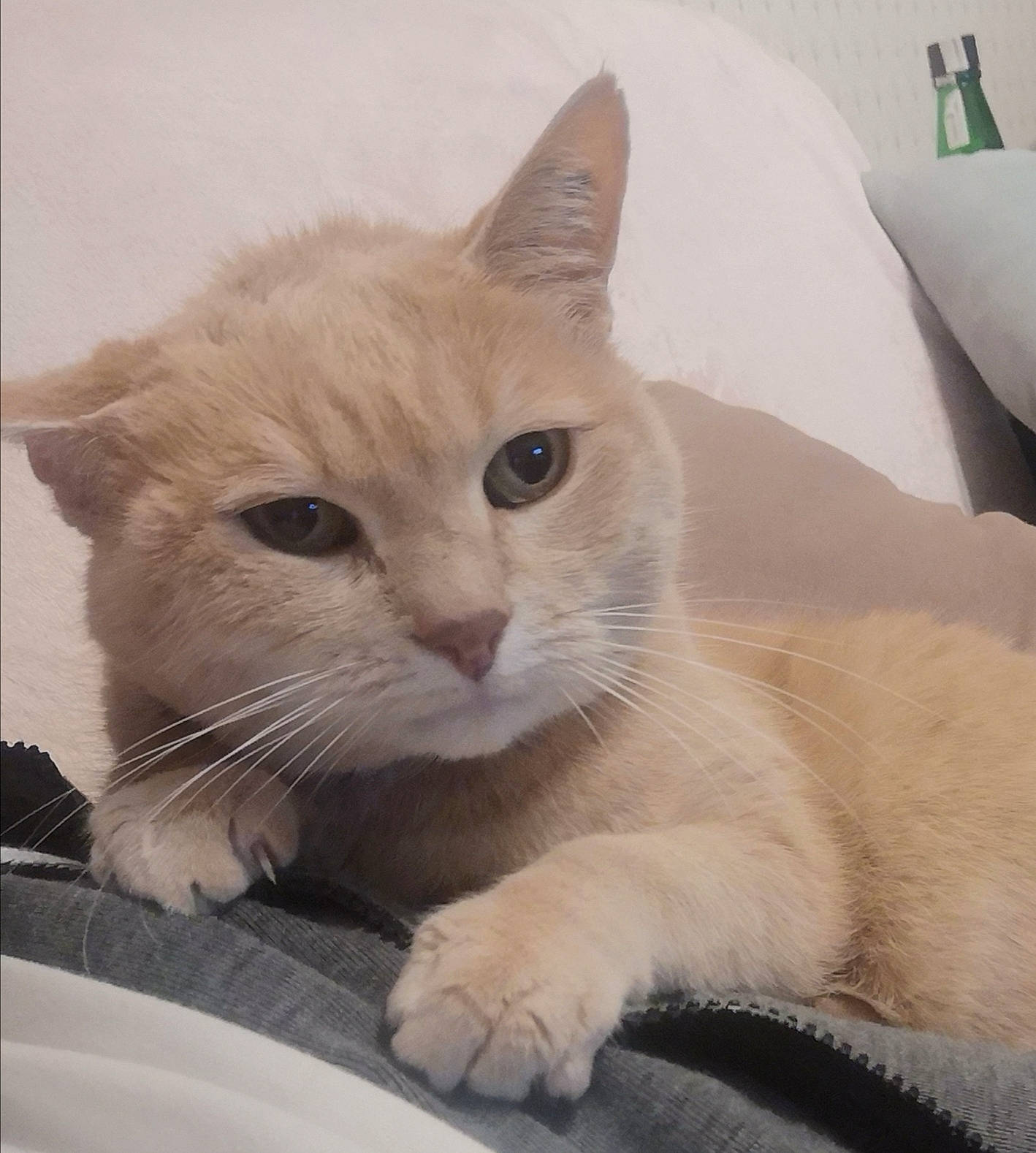 Canel participe au concours pour gagner de l'argent avec cette photo : carnivore, cat, domestic_short_haired_cat, fawn, felidae, fur, iris, kitten, mammal, pet_supply, small_to_medium_sized_cats, snout, terrestrial_animal, vertebrate, whiskers