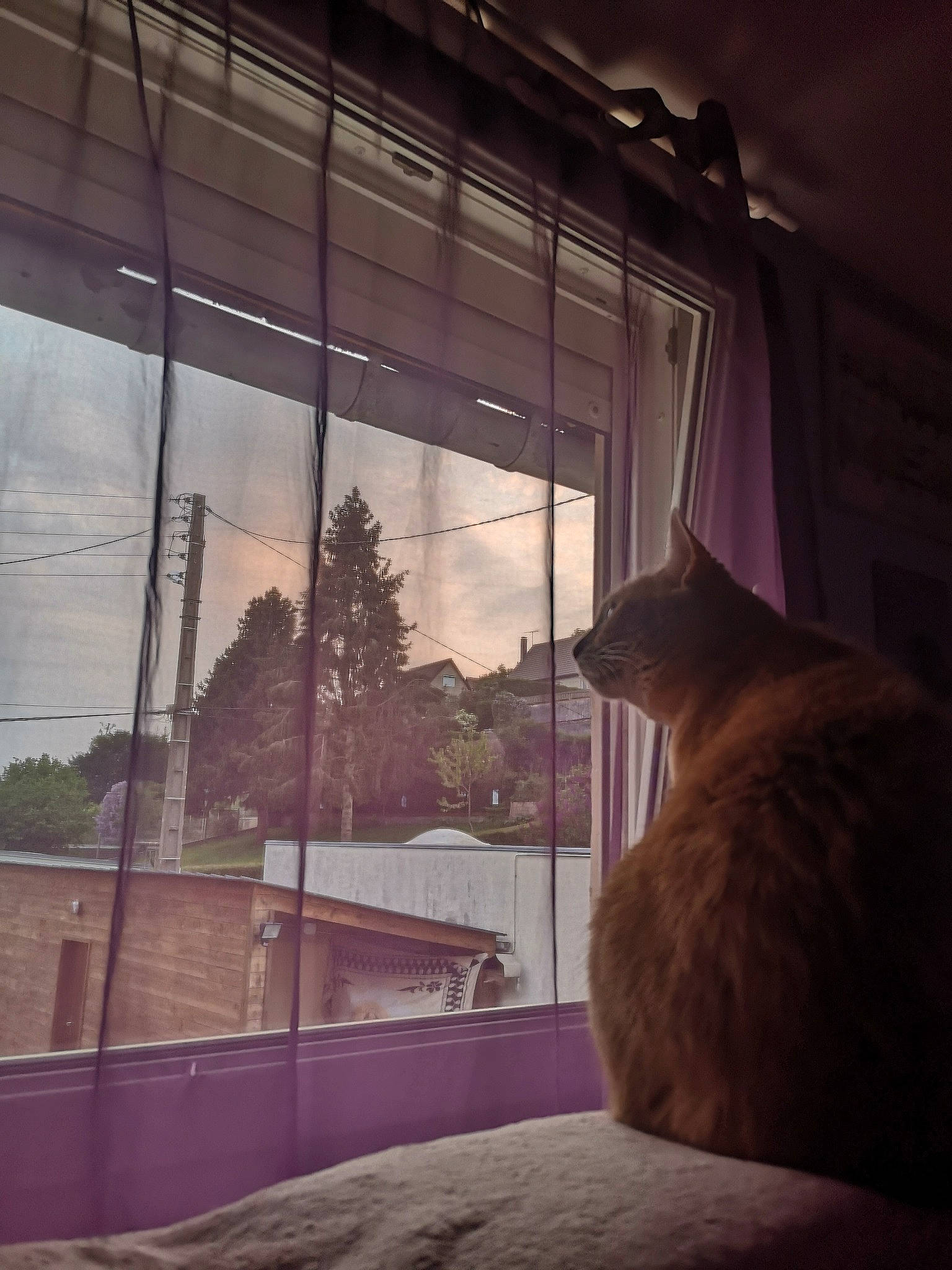 Canel a rejoint le concours — aidez-le/la à gagner de superbes lots ! carnivore, cat, daylighting, felidae, fixture, glass, small_to_medium_sized_cats, tail, transparent_material, whiskers, window_covering, window_treatment