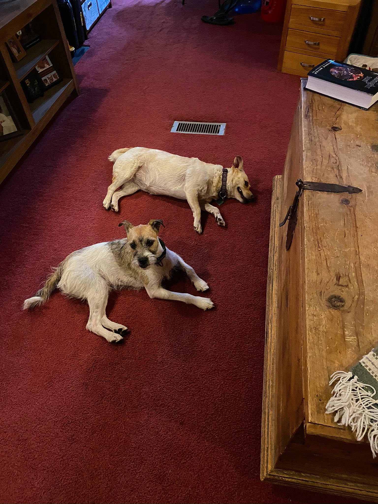 Pete is registered to the contest to win money with this photo: canidae, carnivore, dog, dog_breed, fawn, floor, flooring, sporting_group, tail, wood