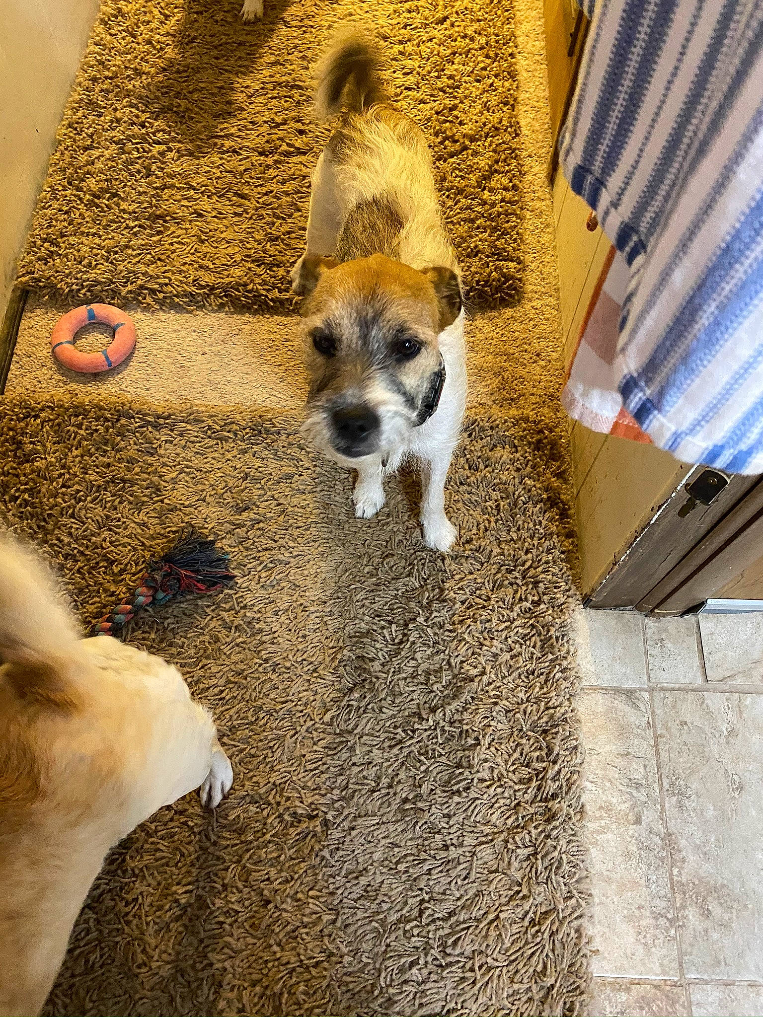 Pete is registered to the contest to win money with this photo: akita, akita_inu, canidae, carnivore, companion_dog, dog, dog_breed, fawn, fur, paw, puppy