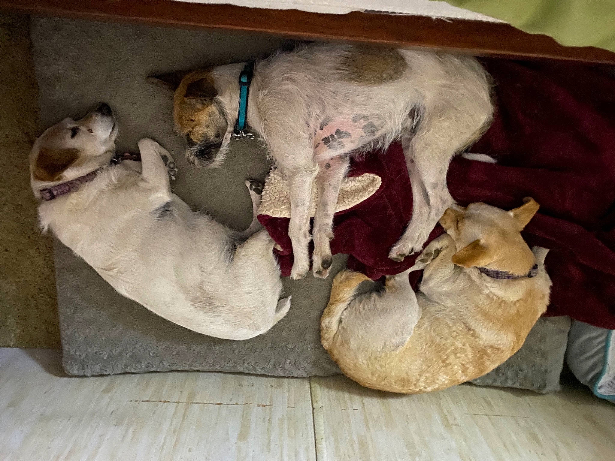 Pete joined the competition — help win amazing prizes! canidae, carnivore, companion_dog, dog, dog_breed, fawn, sporting_group