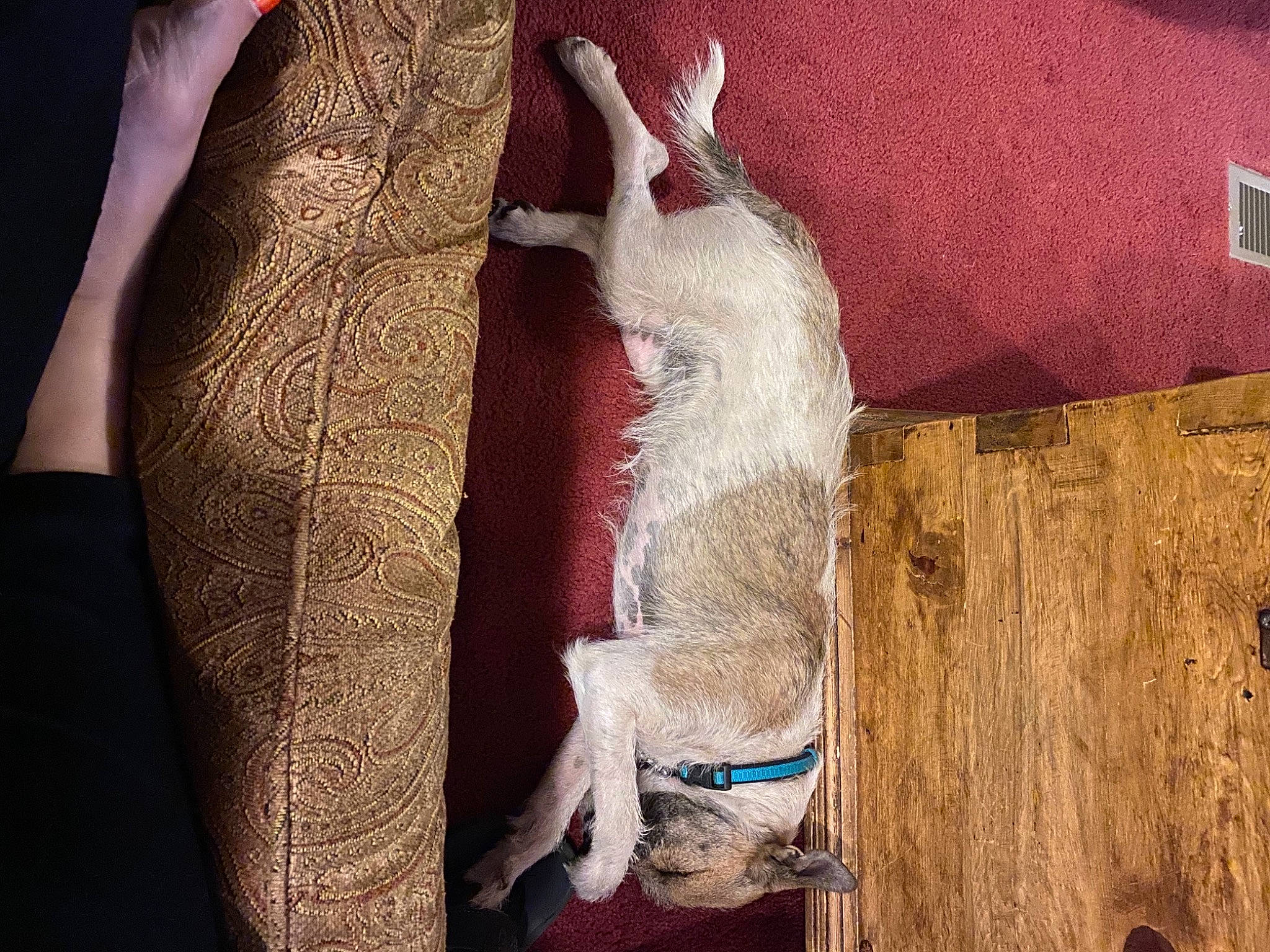 Pete is registered to the contest to win money with this photo: canidae, carnivore, cat, fawn, fur, leg, tail, wood