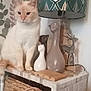 cat, table, lamp, cat_figurine, decor, mosaic, basket, plant_pattern, wallpaper, indoor, feline, ornament, lamp_shade, furniture, animal, home, cozy, sitting, light, decorative