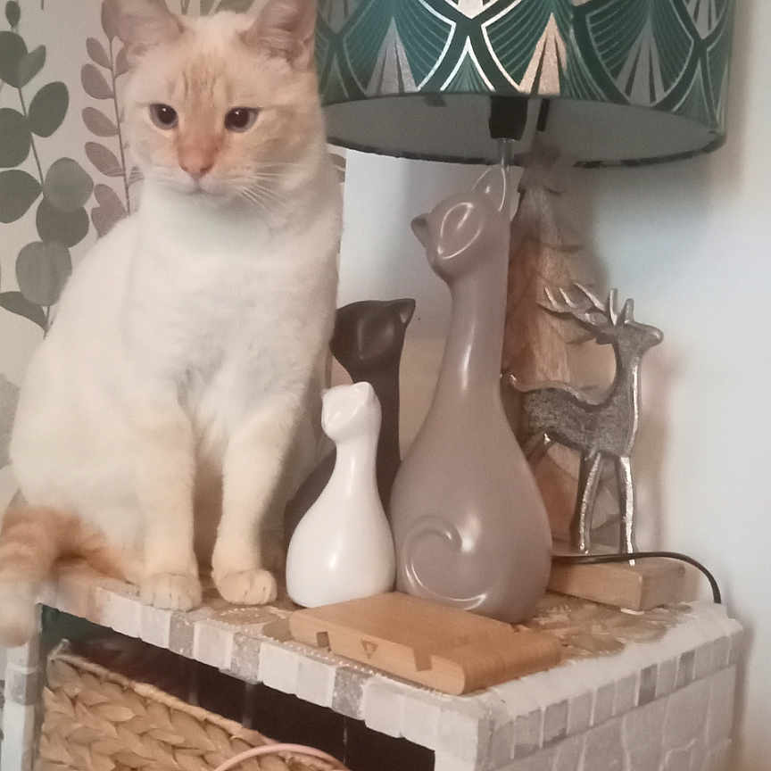 Scooby participe au concours pour gagner de l'argent avec cette photo : animal, basket, cat, cat_figurine, cozy, decor, decorative, feline, furniture, home, indoor, lamp, lamp_shade, light, mosaic, ornament, plant_pattern, sitting, table, wallpaper