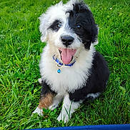 Caden is registered to the contest to win money with this photo: animal, bell, black_and_white, canine, close_up, collar, cute, dog, fluffy, fur, grass, happy, nature, outdoor, pet, playful, puppy, sitting, tongue_out, young
