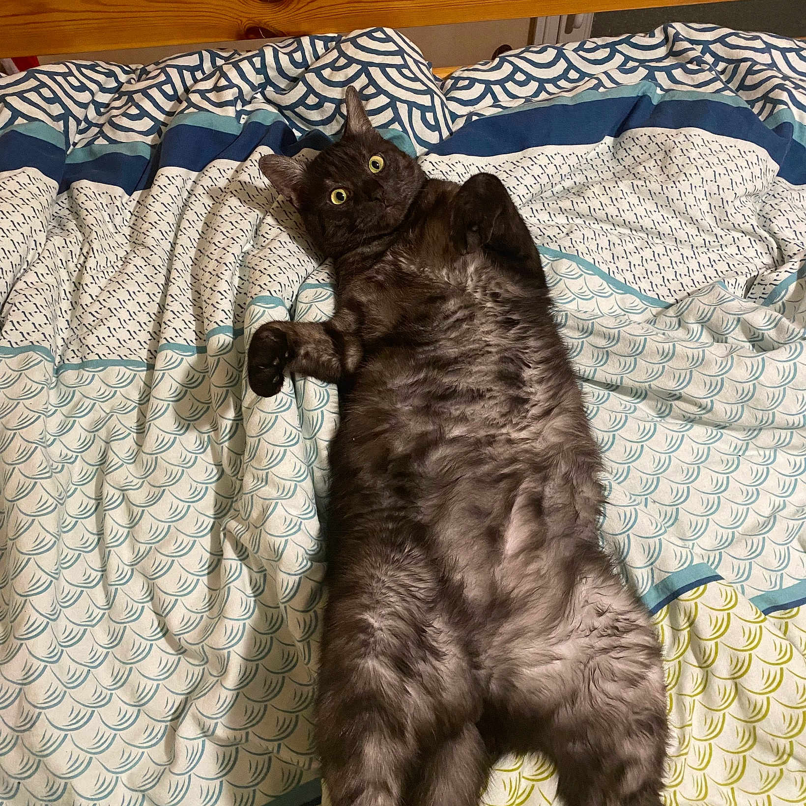 Ulysse participe au concours pour gagner de l'argent avec cette photo : animal, bed, bedroom, bedsheet, blanket, cat, couch, cushion, furniture, homedecor, indoors, interiordesign, kitten, manx, person, pet, quilt, room, sleeping, wood