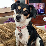 Lucy joined the competition — help win amazing prizes! animal, black, blanket, brown, closeup, collar, couch, curious, cute, dog, domestic_animal, furniture, indoor, living_room, pet, pink, sitting, small_dog, television, white