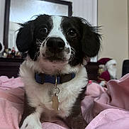 Tot is registered to the contest to win money with this photo: animal, bedroom, black_and_white, blanket, collar, curious, cute, decoration, dog, ears, fur, furniture, indoor, lying_down, mirror, nose, pet, pink, portrait, whiskers