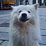 Nevica participe au concours pour gagner de l'argent avec cette photo : animal, building, canine, closeup, cobblestone, daylight, dog, ears, fluffy, friendly, fur, nose, outdoor, pavement, pet, portrait, smiling, street, urban, white_dog