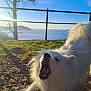 Nevica a rejoint le concours — aidez-le/la à gagner de superbes lots ! animal, canine, daytime, dog, fence, fluffy, grass, landscape, mouth_open, nature, ocean, outdoor, pet, playing, scenery, sky, sunlight, tree, white_fur, yawning