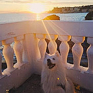 Nevica a rejoint le concours — aidez-le/la à gagner de superbes lots ! balcony, clouds, coastline, dog, fence, happiness, leash, nature, ocean, outdoor, scenic, sea, sky, smiling_dog, sun_rays, sunlight, sunset, travel, water, white_dog
