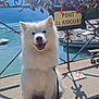 dog, white_dog, smiling, outdoor, lake, boats, mountains, blue_sky, sunlight, fence, love_locks, sign, happy, pet, leash, water, nature, tourist_spot, shadow, daytime