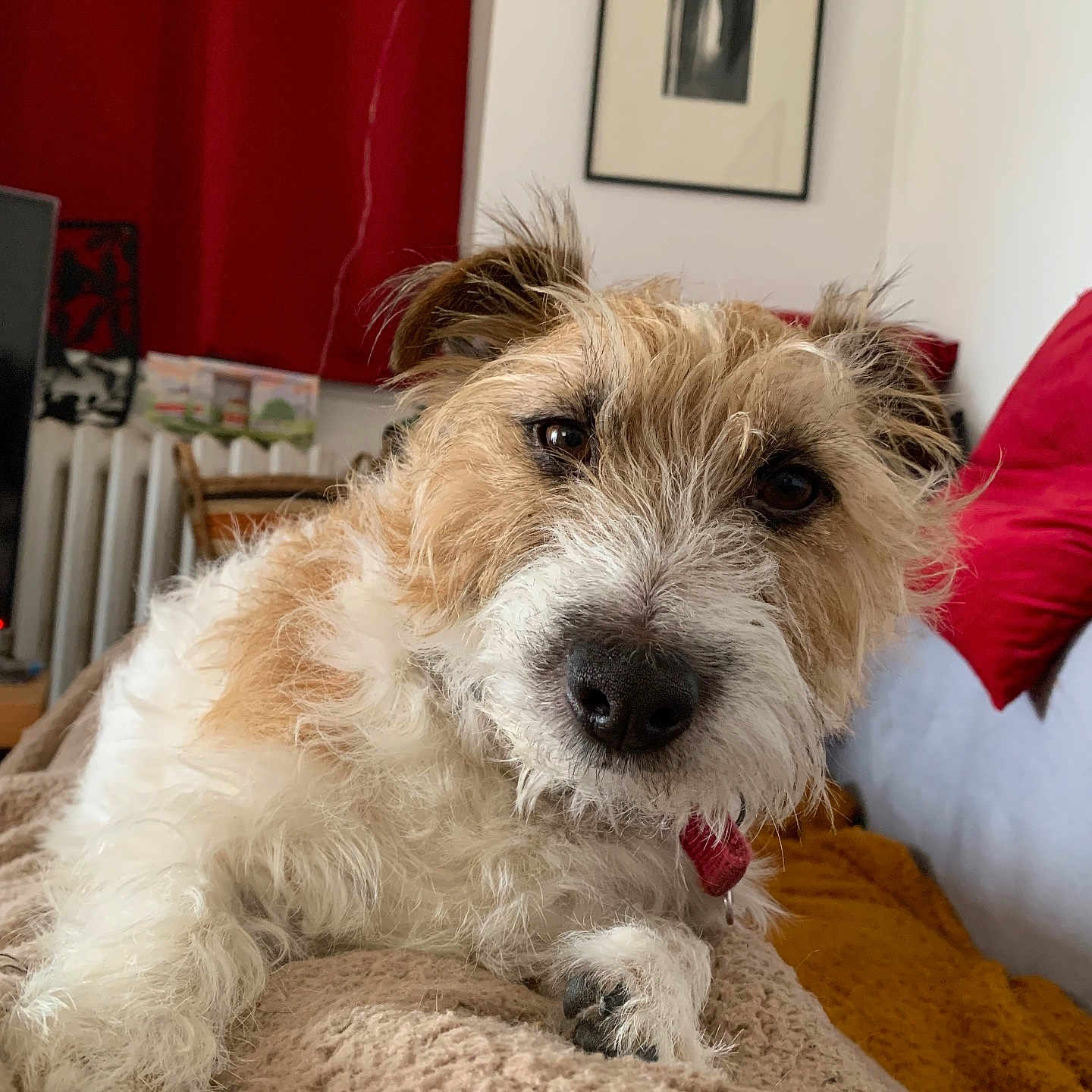 Ozzy
