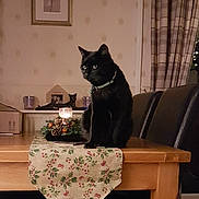 Dobby joined the competition — help win amazing prizes! animal, black_cat, candle, candle_holder, cat, cat_statue, chair, cozy, curtains, decorative_centerpiece, dining_table, home_interior, indoor, leather_chair, patterned_curtains, pet, picture_frame, table, table_runner, wooden_table