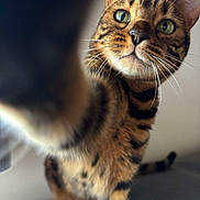 Yuni a rejoint le concours — aidez-le/la à gagner de superbes lots ! cat, bengal_cat, pet, animal, feline, whiskers, closeup, paw, fur, striped, green_eyes, curious, indoor, portrait, mammal, cute, playful, looking, tabby, domestic_cat