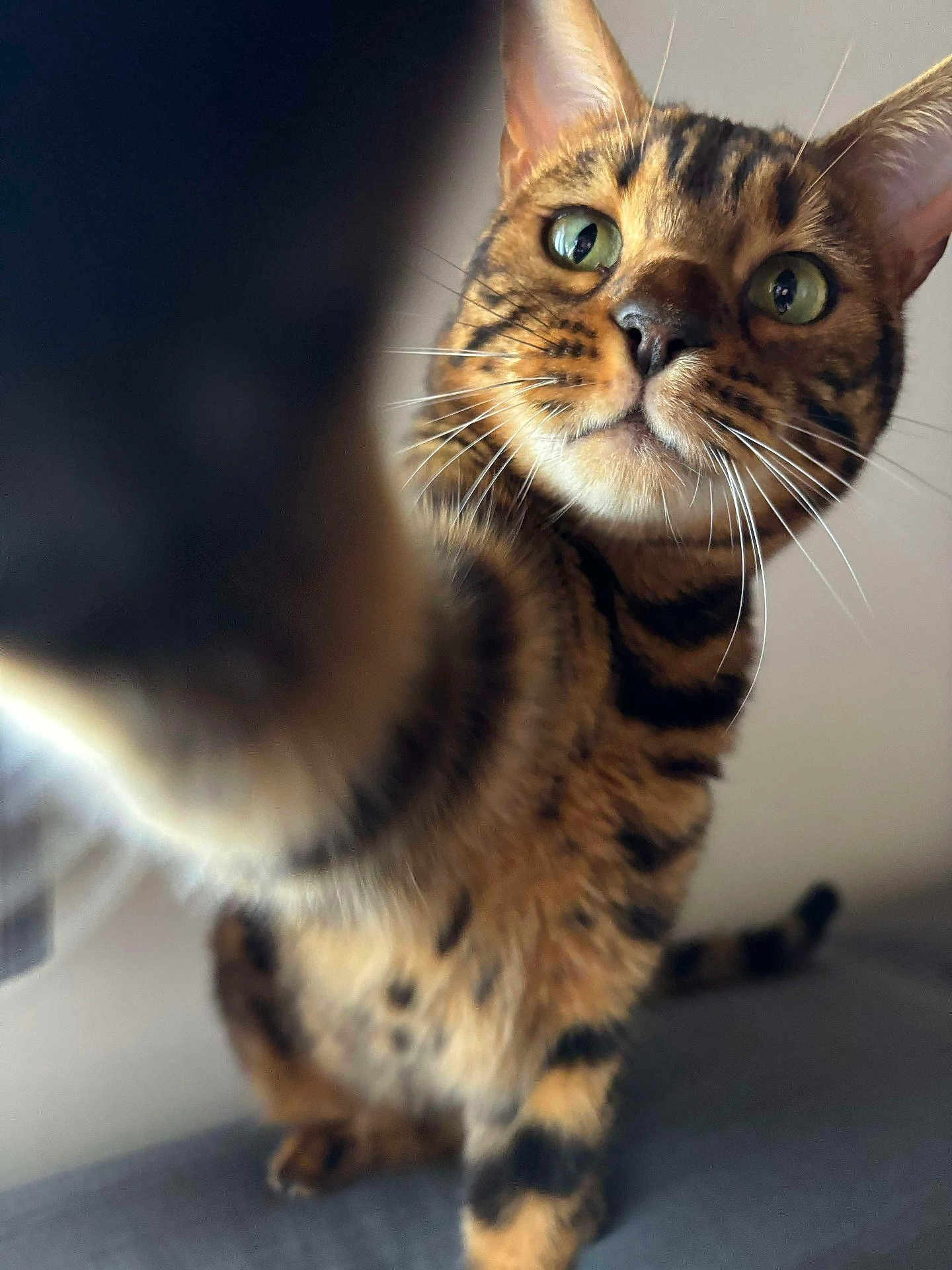 Yuni a rejoint le concours — aidez-le/la à gagner de superbes lots ! cat, bengal_cat, pet, animal, feline, whiskers, closeup, paw, fur, striped, green_eyes, curious, indoor, portrait, mammal, cute, playful, looking, tabby, domestic_cat