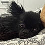 animal, black_dog, closeup, cozy, cute, dog, ear, face, fur, indoor, lying_down, pattern, pet, pillow, portrait, relaxed, small_dog, snout, soft_light, whiskers