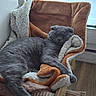 cat, gray_cat, sleeping, cozy, blanket, fleece, wooden_chair, indoor, window, nap, relaxing, pet, fur, resting, home, soft, comfort, furniture, domestic_animal, peaceful