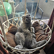 Coco a rejoint le concours — aidez-le/la à gagner de superbes lots ! cat, gray_cat, hanging_chair, cushions, indoor, window, sunlight, relaxed, pet, balcony, furniture, rope, cozy, fur, cute, paw, seat, resting, domestic_animal, animal