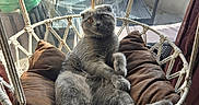 Coco a rejoint le concours — aidez-le/la à gagner de superbes lots ! animal, balcony, cat, cozy, cushions, cute, domestic_animal, fur, furniture, gray_cat, hanging_chair, indoor, paw, pet, relaxed, resting, rope, seat, sunlight, window