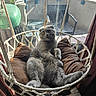 cat, gray_cat, hanging_chair, cushions, indoor, window, sunlight, relaxed, pet, balcony, furniture, rope, cozy, fur, cute, paw, seat, resting, domestic_animal, animal
