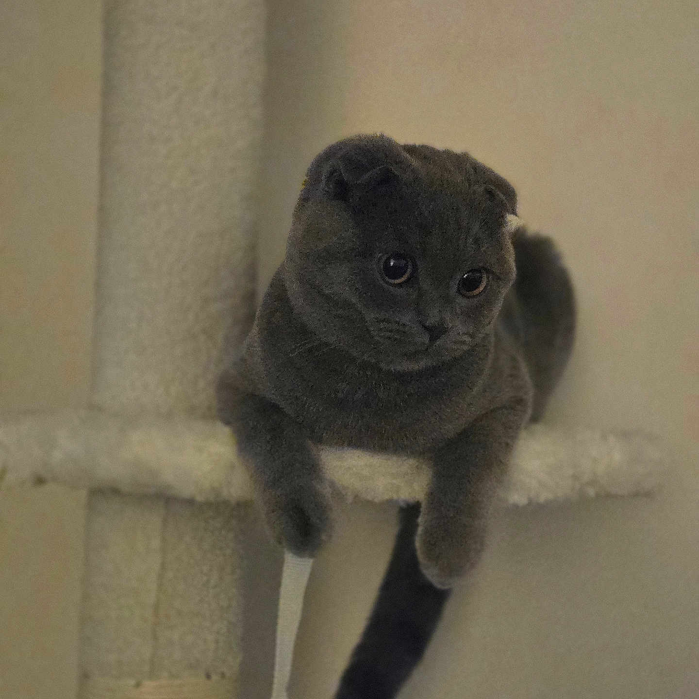 Coco a rejoint le concours — aidez-le/la à gagner de superbes lots ! cat, grey_cat, cat_tree, pet, indoor, feline, cute, animal, fur, whiskers, ears, tail, relaxed, curious, domestic_cat, mammal, home, resting, playful, soft