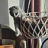 Coco a rejoint le concours — aidez-le/la à gagner de superbes lots ! animal, cat, chair, cozy, curtains, domestic_cat, fur, furniture, gray_cat, hammock, home, indoor, macrame, paw, pet, relaxed, resting, sunlight, table, window